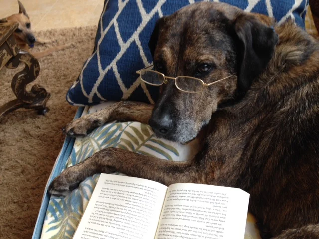  Most importantly, four-legged test reader Brandy Thompson approves of Bouncing Forward ! Her rating: absolutely pawsome!
