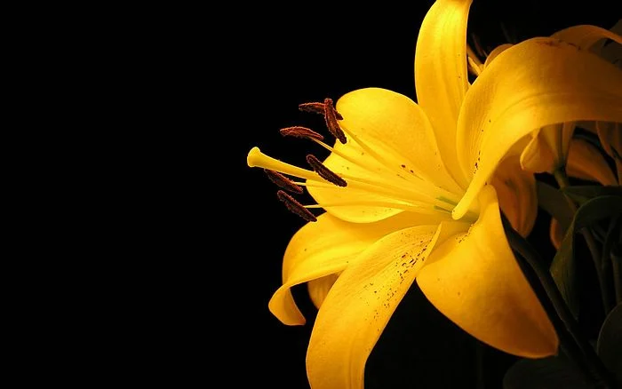 Free_High_resolution_wallpaper_00700_yellowlilly_1440x900.jpg