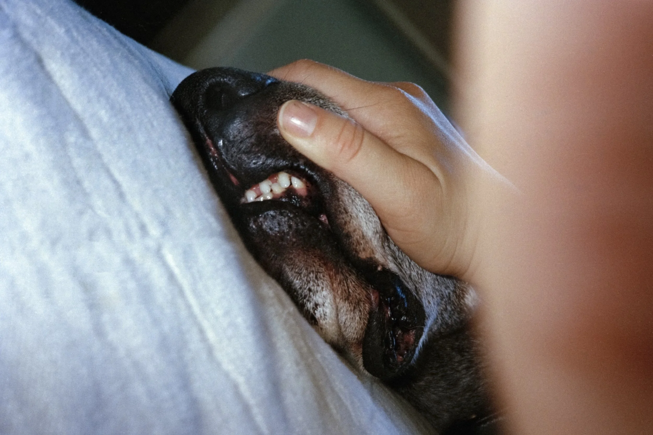Tiny Teeth_Hannah Rubin_2026.jpg
