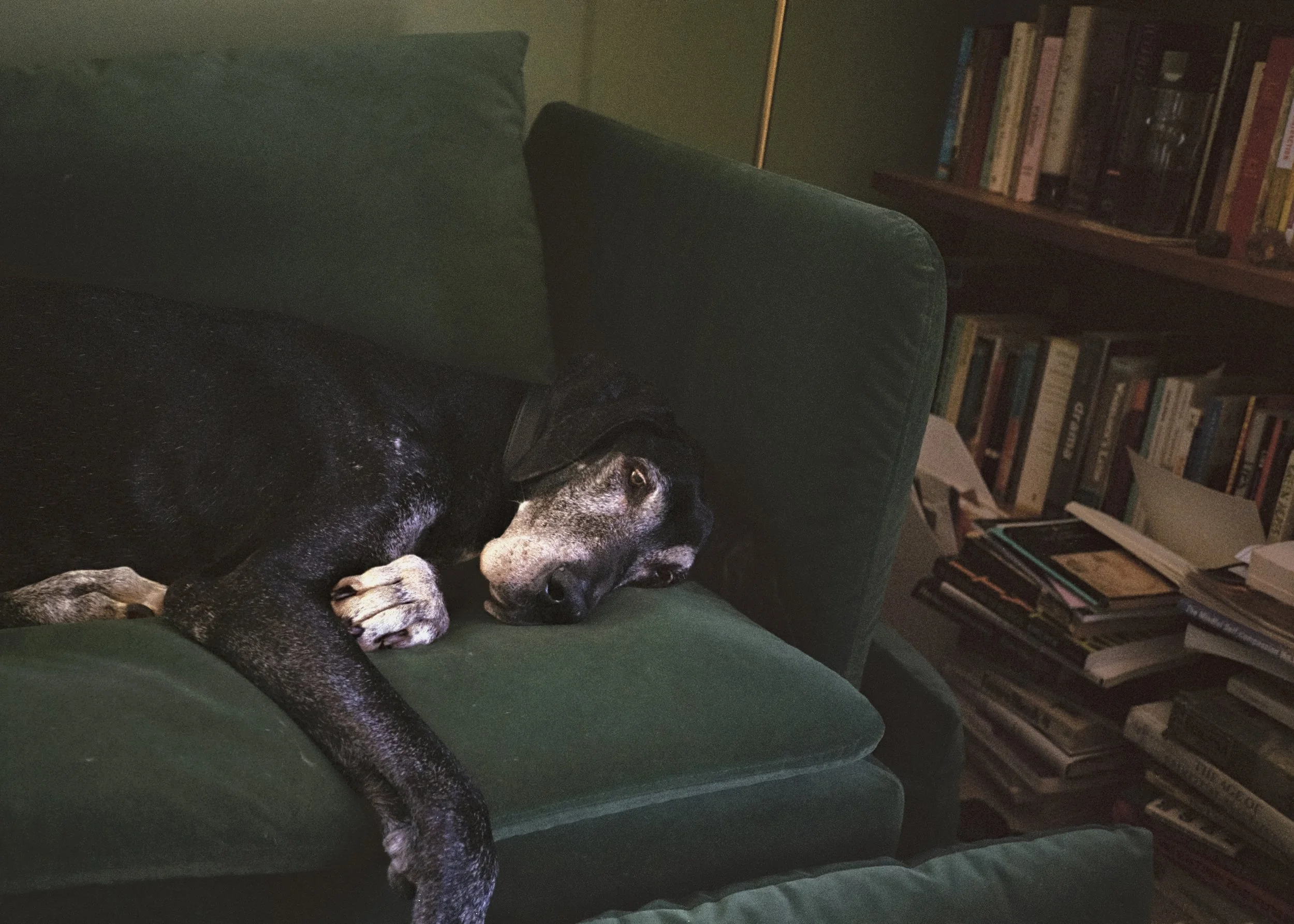 The Librarion_Hannah Rubin_2026.jpg