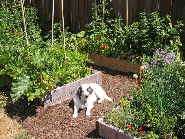 veggarden2.jpeg
