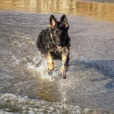 Odin enjoying the beach