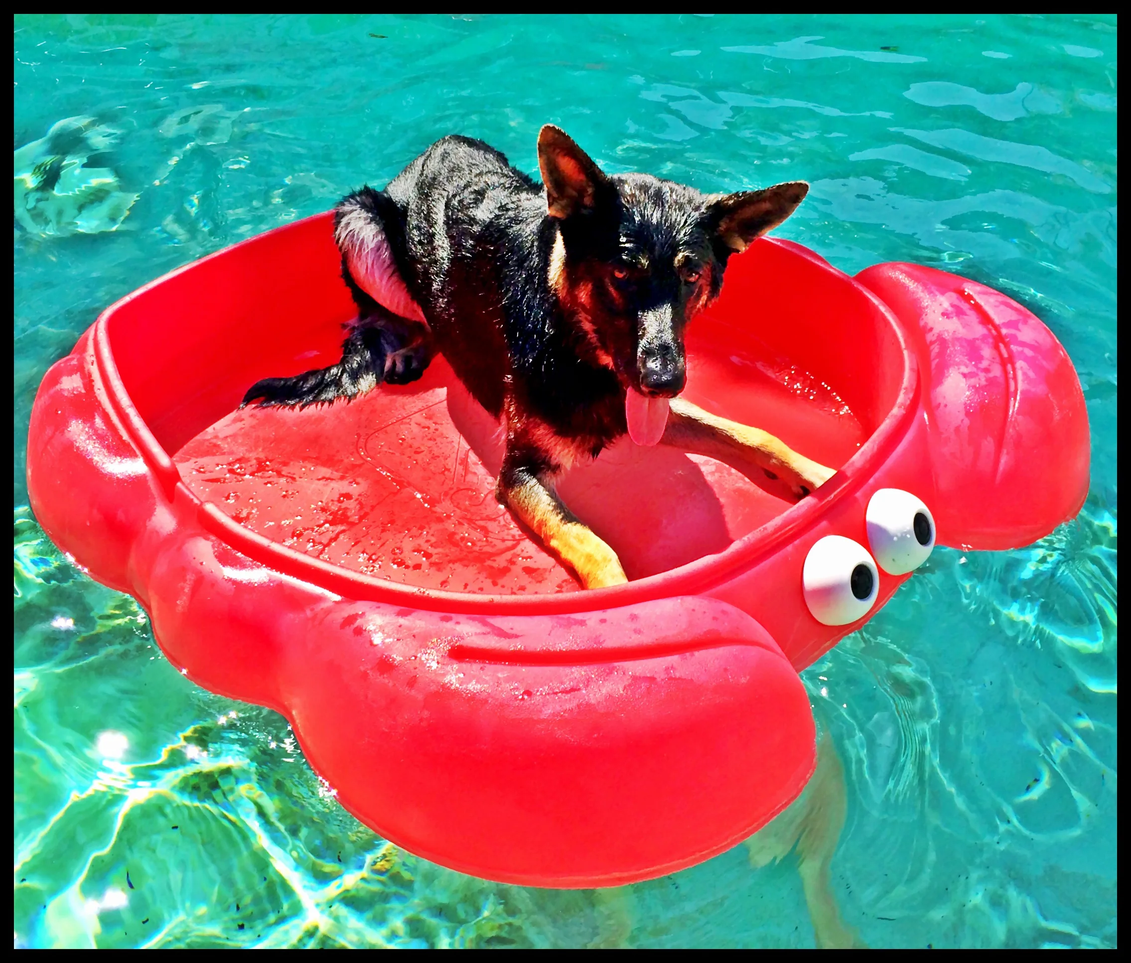 Safe in the lobster boat.