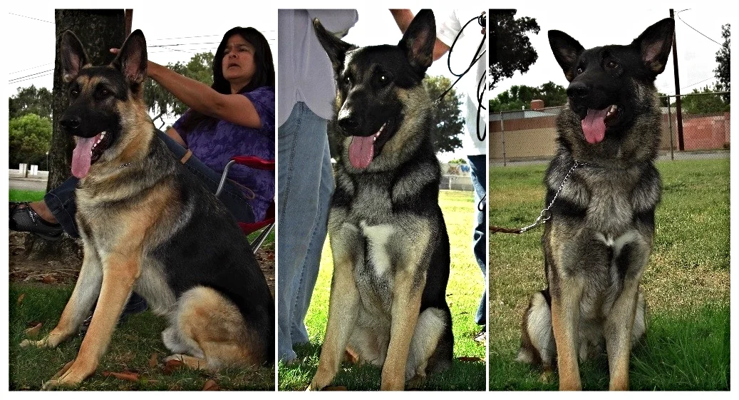 Plato, JP and Kierk. Brothers