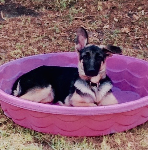 Rudy enjoying his pink pool on a hot day.