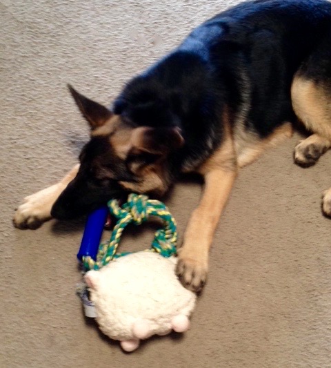 Rudy's favorite chew toy.