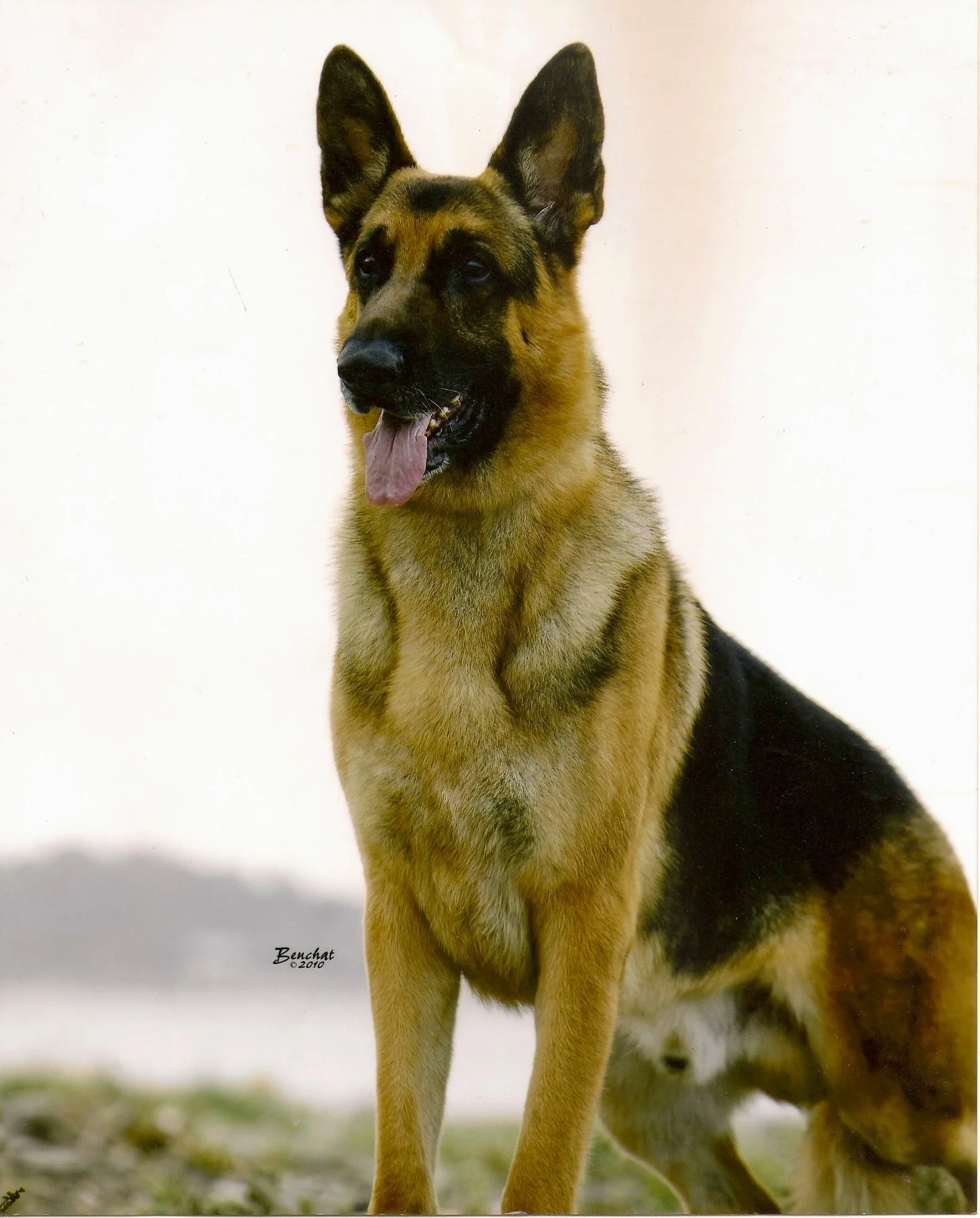 Asgard's Harley Davidson V Plamark GSDCA Dual Title EXCELLENT Award Recipient, GSDCA Health Award of Merit Recipient, 2 Time AKC JAM/AOE Recipient, 1st GSD male Grand Champion, 2010 #1 GSD Male in USA, BIS, BISS, International Champion, Canadian Champion, & American Silver Grand Champion, Asgard Harley Davidson, HT, PT, CGC, TC, HIC, OFA 