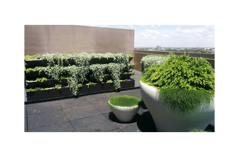 7 weeks after planting. Horticulturist - Rob Griffith ... Evolvement