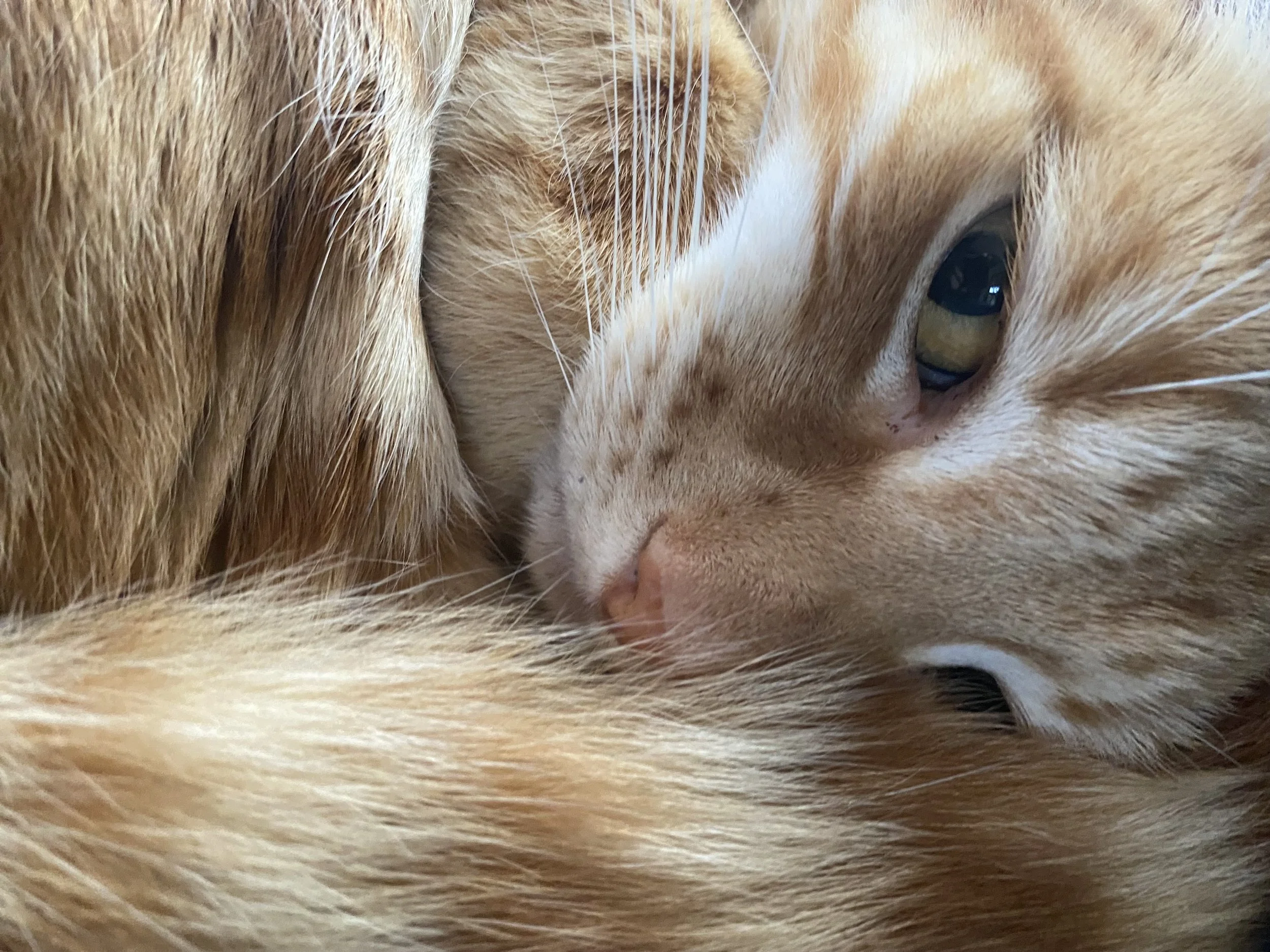 Tips for moving with pets