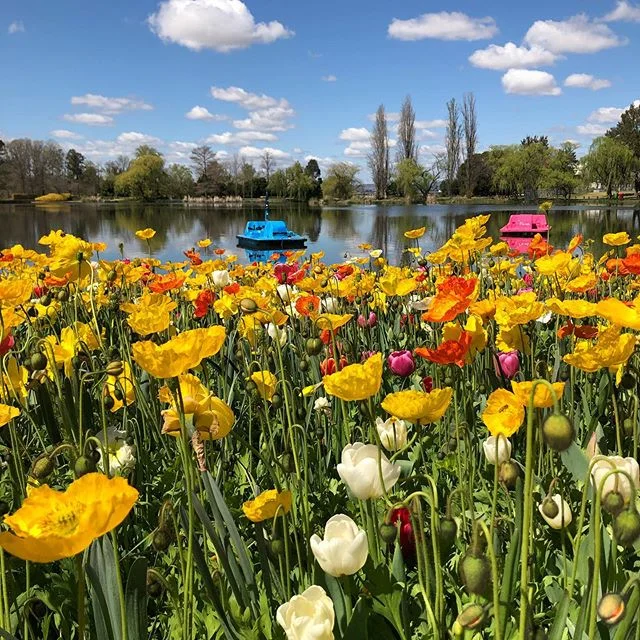 A picture perfect Canberra spring day for our annual Vision Women outing to Floriade. #floriade2019 #valuedandflourishing