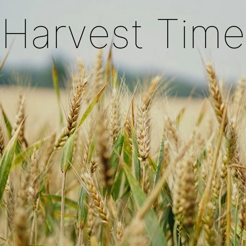 HARVEST TIME (JOHN)