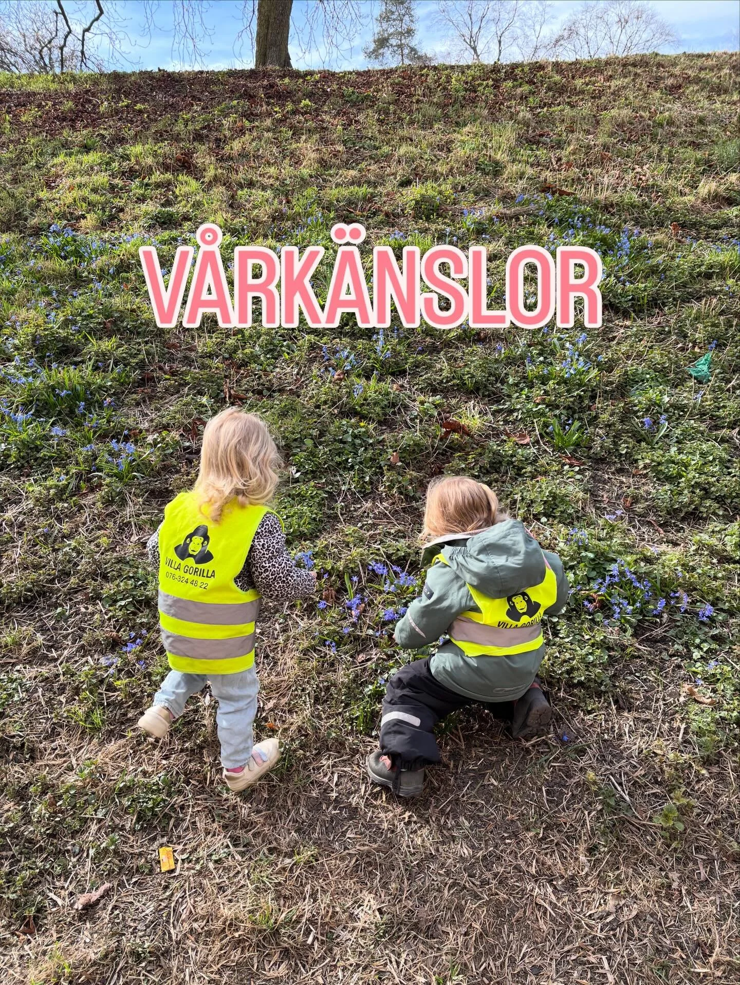 Idag gick yngrebarnsavdelningen Villan p&aring; promenad runt Kronobergsparken! Barnen fastnade f&ouml;r de blommor som v&auml;xte p&aring; kullen invid polishuset. Vi stannade och unders&ouml;kte genom att titta och lukta. En pedagog ber&auml;ttade 