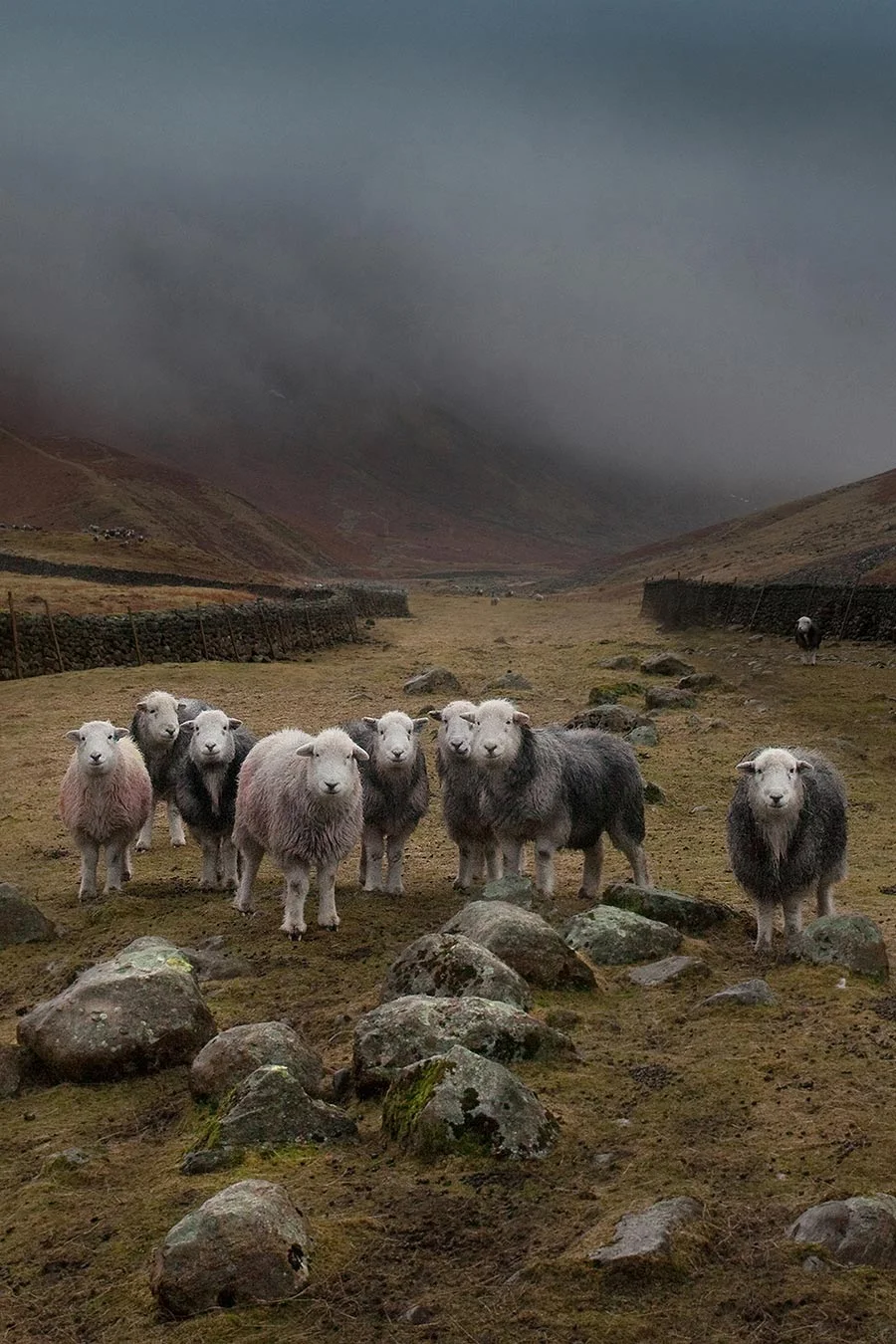 Sheep-in-the-shadow-of-Lingmell-and-the-Great-Gables.jpg