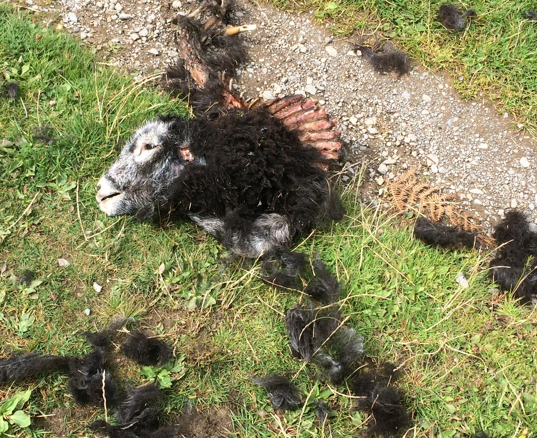 Dismembered sheep by Devoke Water after a dog attack