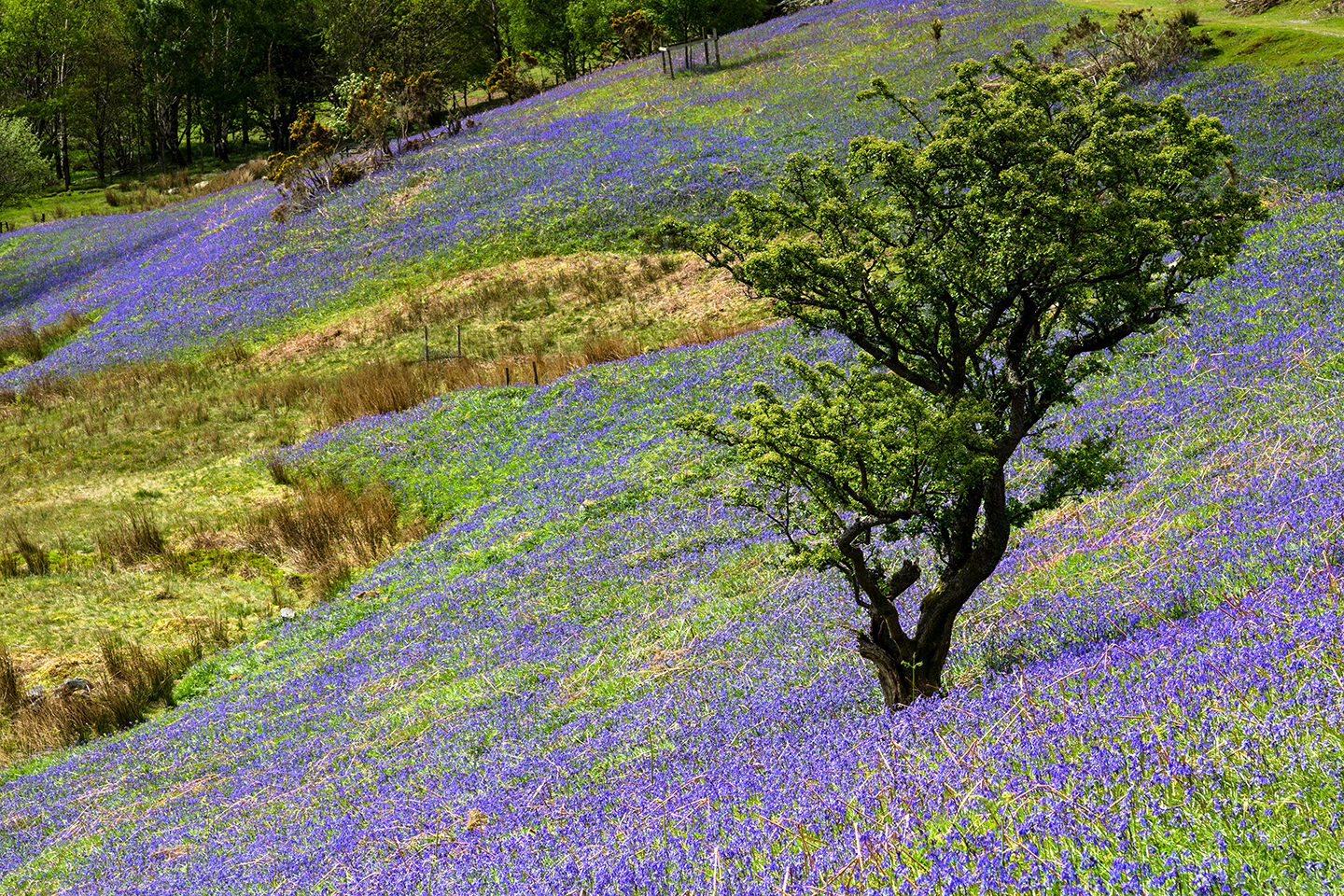 Rannerdale