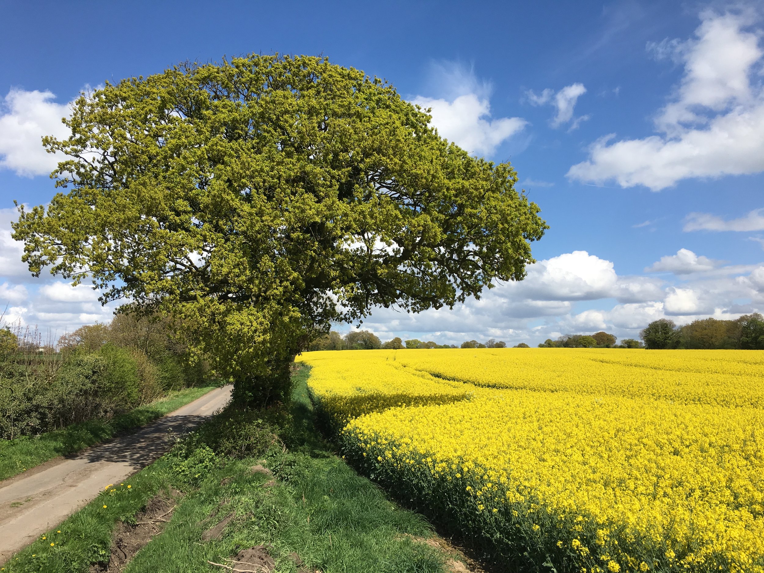 Rape Seed. That clash of blue, green and vivid yellow. A Brazil shirt in Cheshire.....
