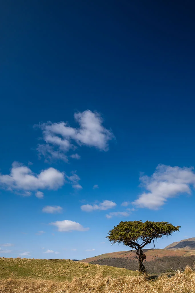 Coniston-Tree.jpg