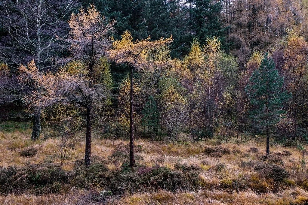 A-Sprinkling-Of-Autumn.jpg