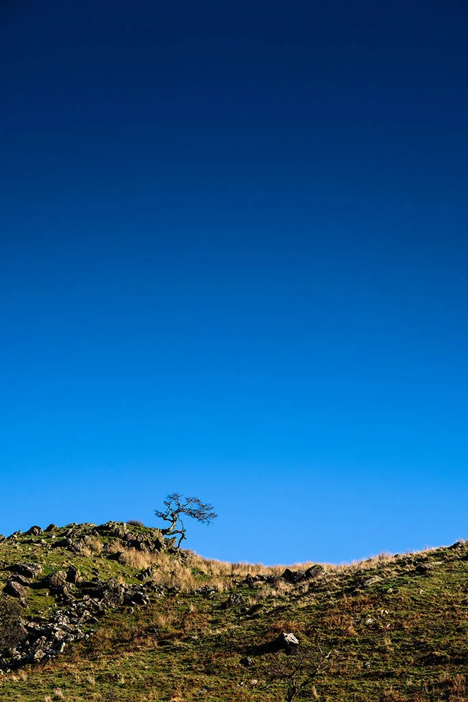Lone-Tree-On-A-Winters-Day-In-Snowdonia.jpg