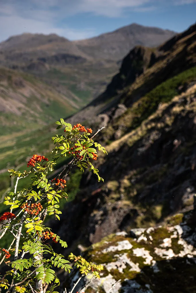 Hard-Knott-Rowan-Tree.jpg
