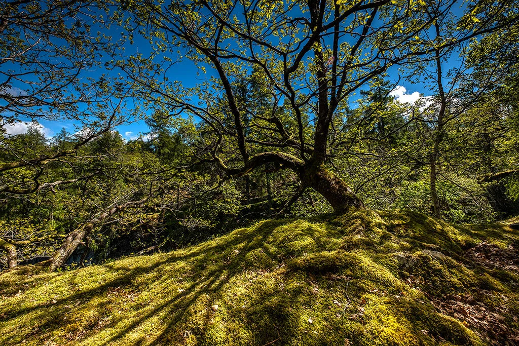Spring-On-Holme-Fell.jpg