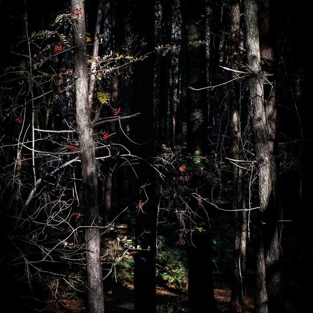 A-Walk-Through-The-Forest.jpg
