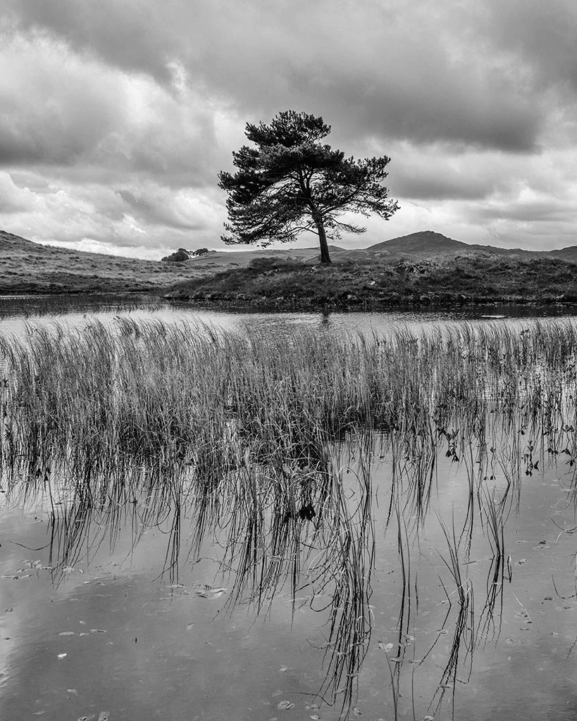 Tarn-Tree-baw.jpg