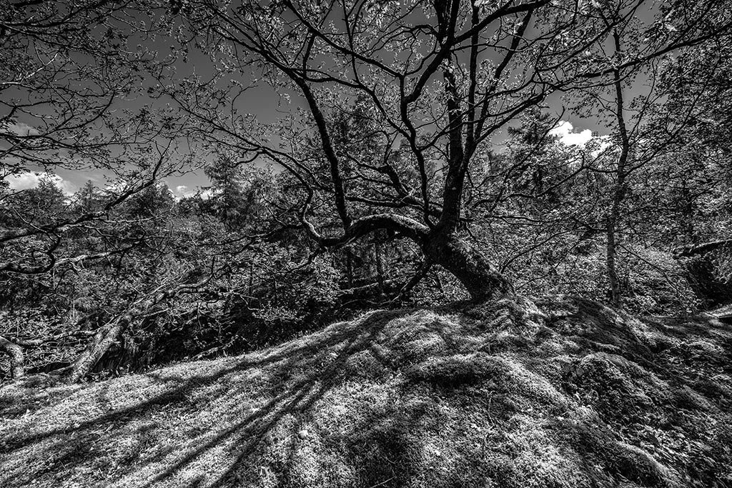 Spring-On-Holme-Fell-baw.jpg