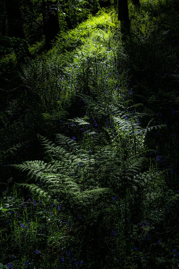 A-Splash-Of-Light-On-The-Bluebells-And-Ferns.jpg
