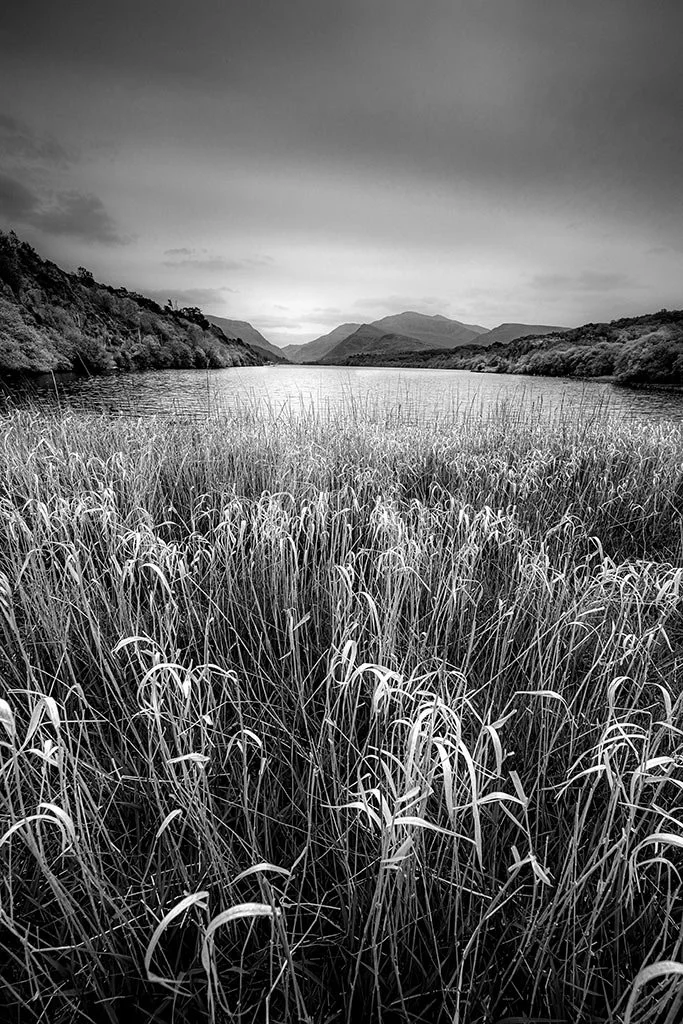 Reeds-At-Llyn-Padarn-On-An-Overcast-Spring-Day-baw.jpg