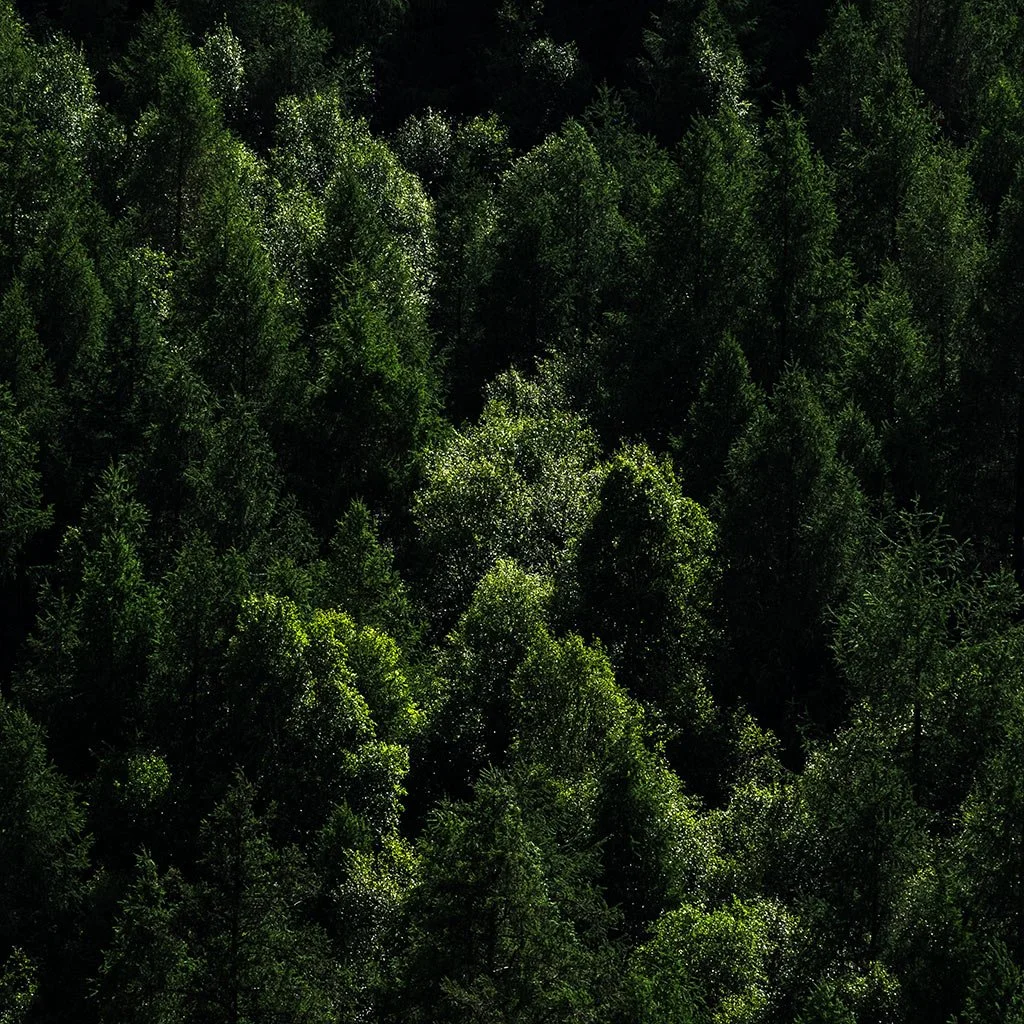 Tree-Tops.jpg