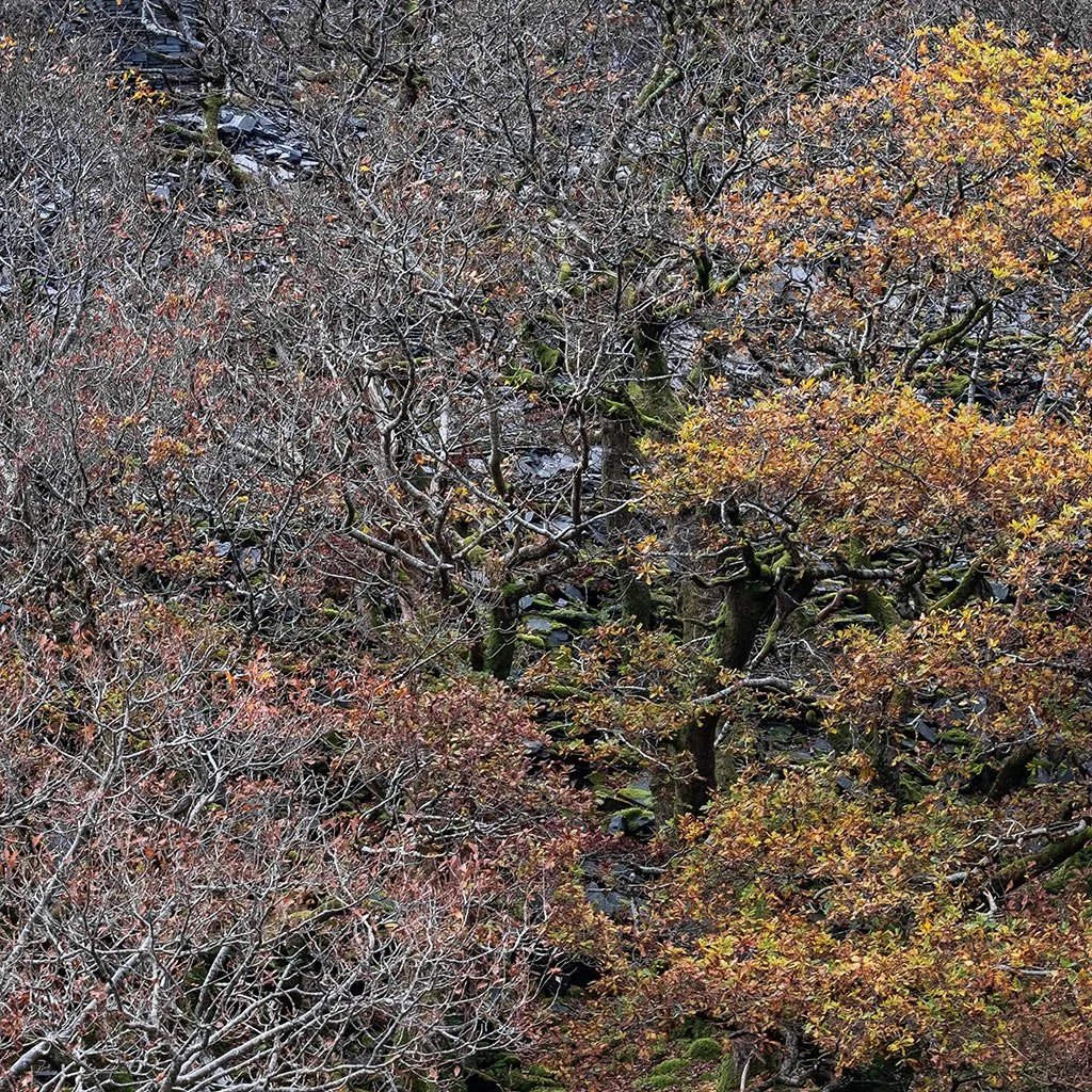Autumnal-Trees-At-Dinorwig.jpg