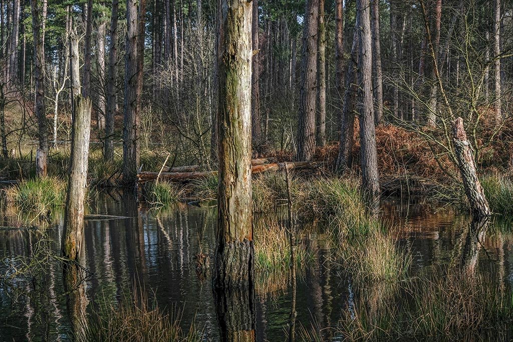 Dead-Pools-Of-Delamere.jpg