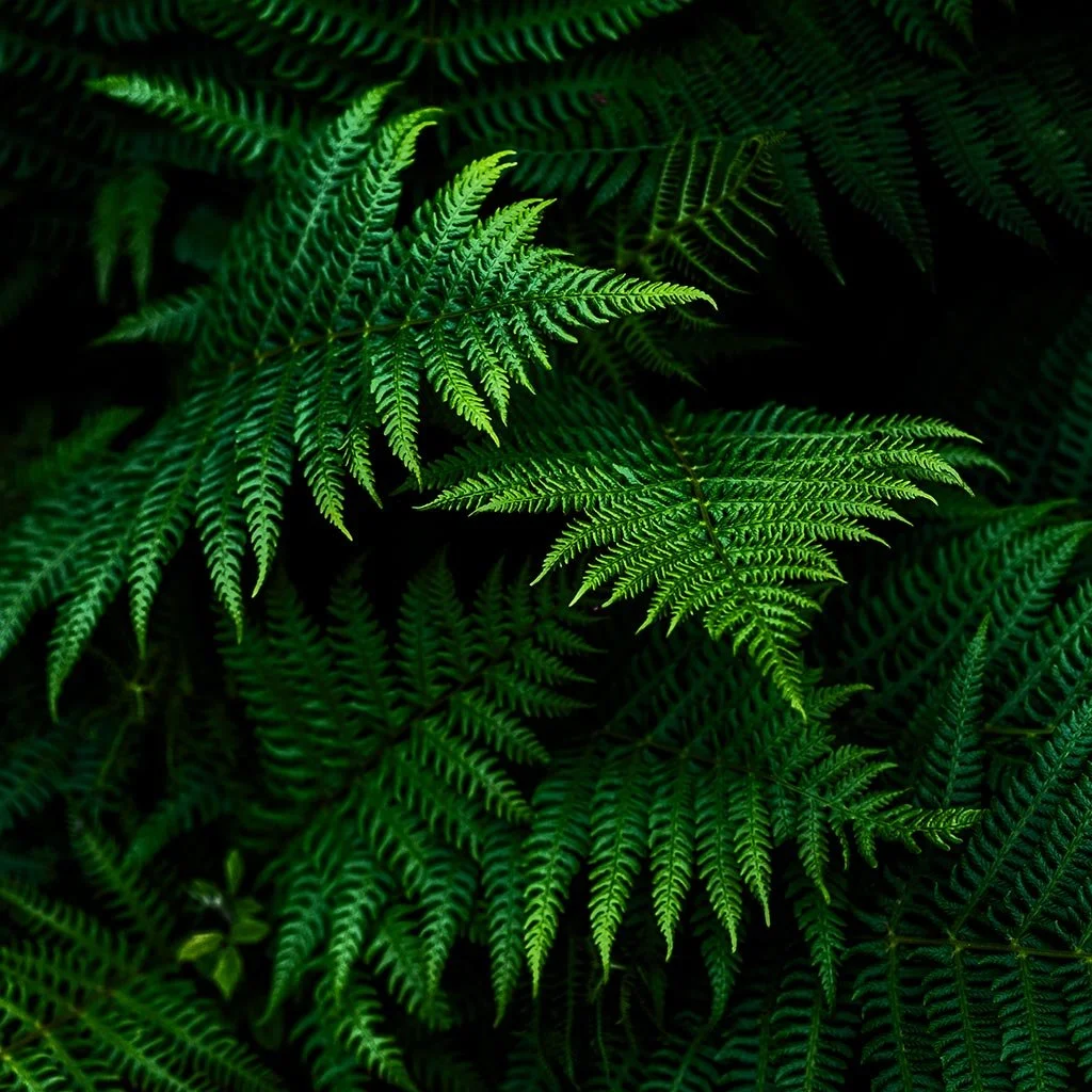 Merlins-Ferns.jpg