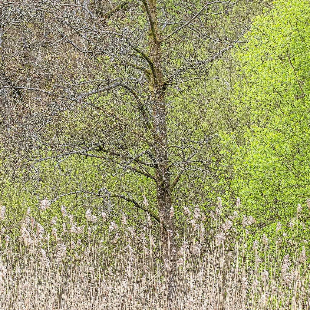 Reeds-And-Tree-sq.jpg