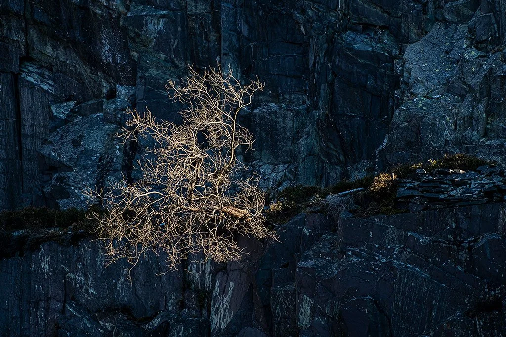 Just-Another-Dinorwig-Tree.jpg