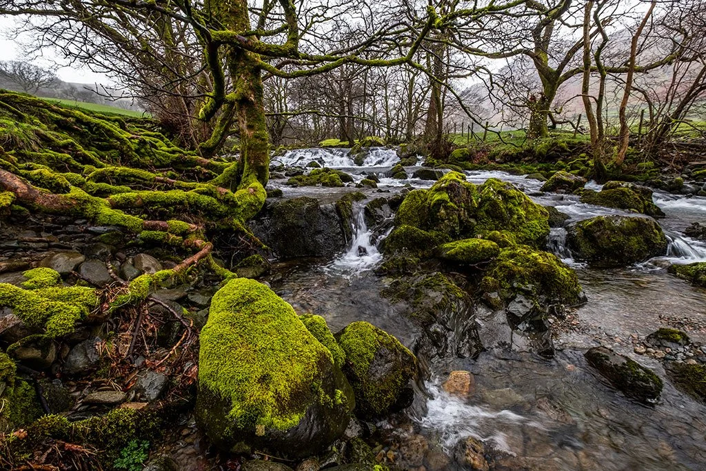 Deepdale-Beck-In-Spring-Spate-With-Tree-Roots.jpg