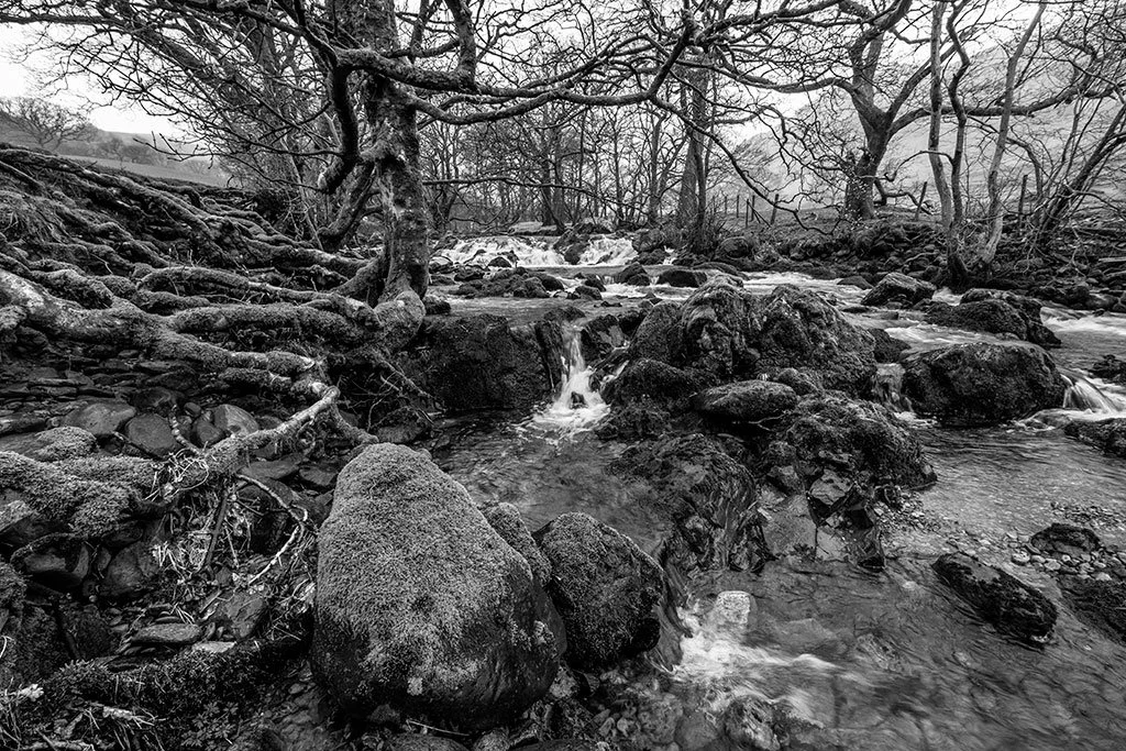 Deepdale-Beck-In-Spring-Spate-With-Tree-Roots-baw.jpg
