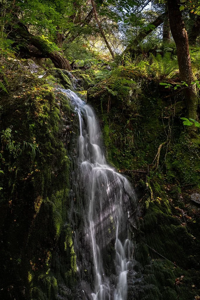Somewhere-Deep-In-The-Woods.jpg