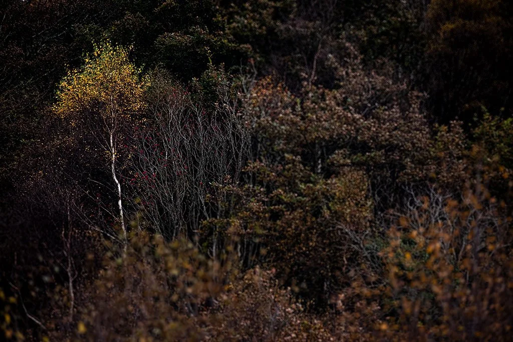 Autumn-On-The-Wane.jpg