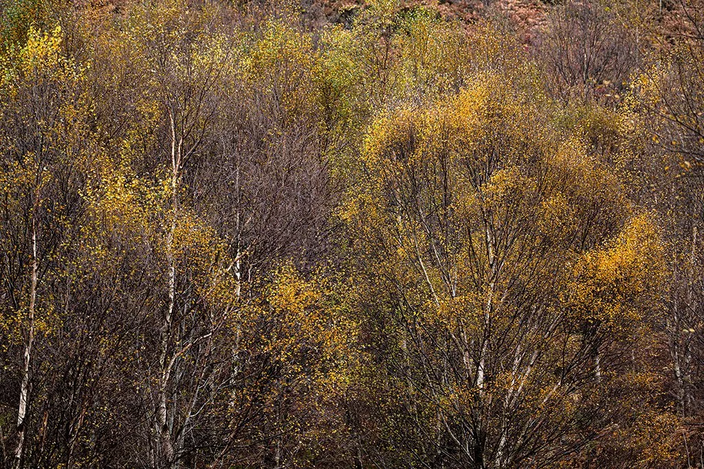 A-Splash-Of-Autumn-Yellow.jpg