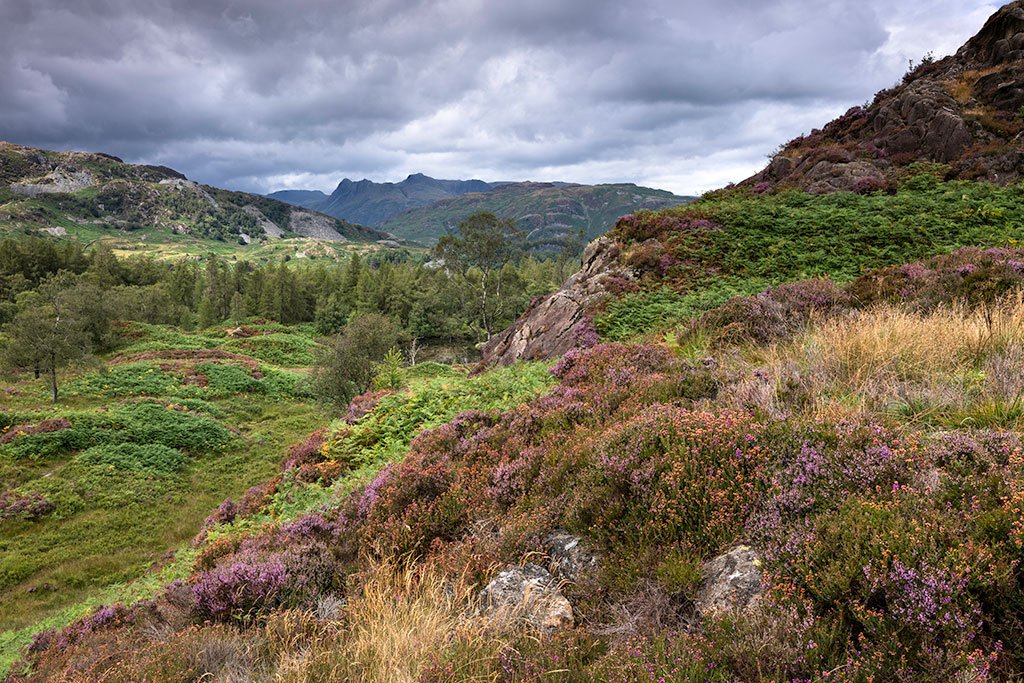Heather-in-Bloom-On-Holme-Fell.jpg