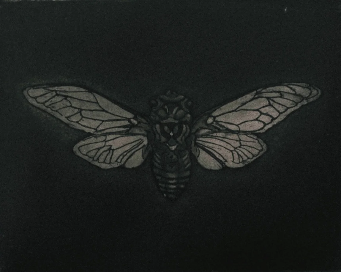 Cicada