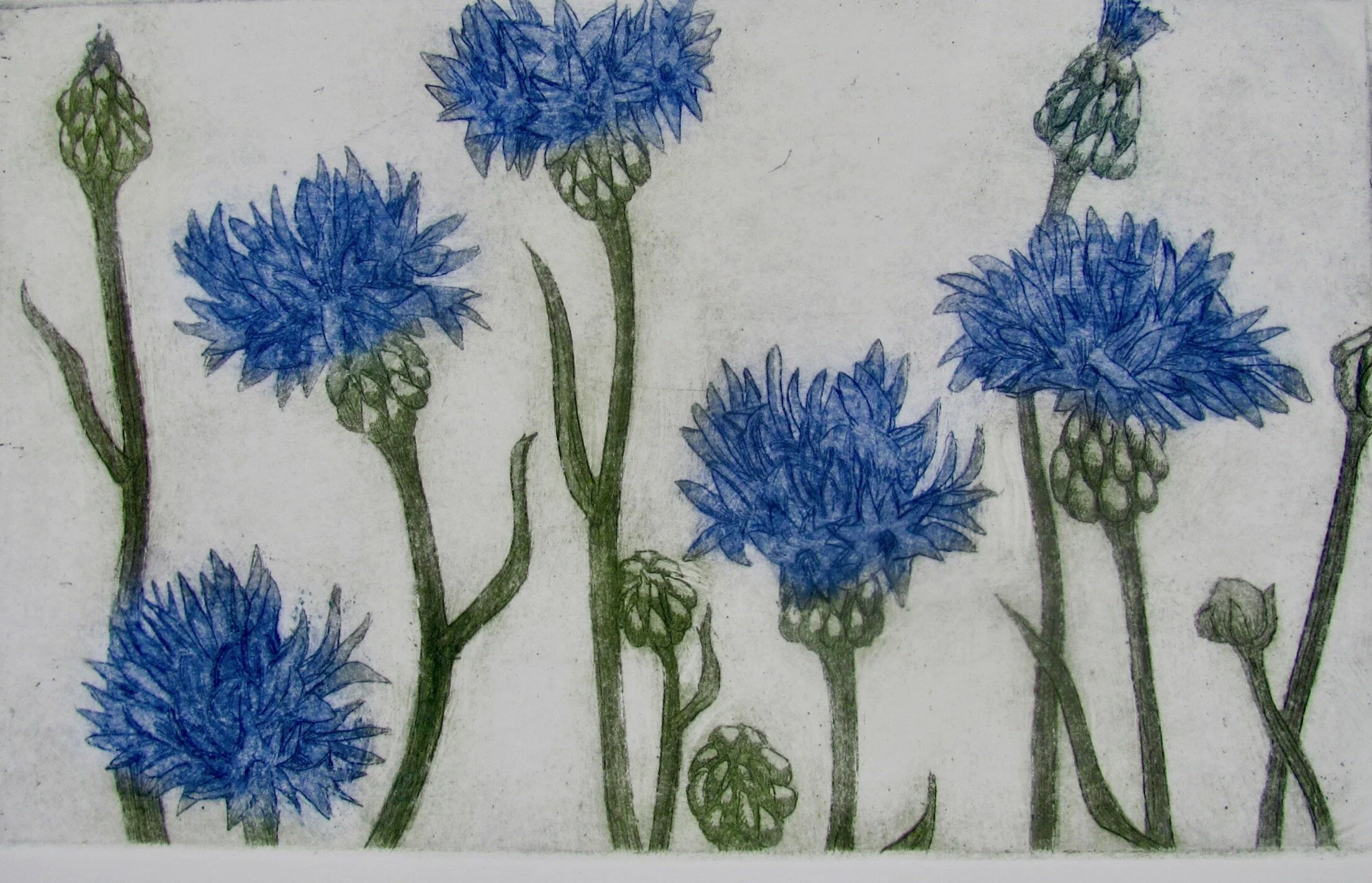 Cornflowers, 2016