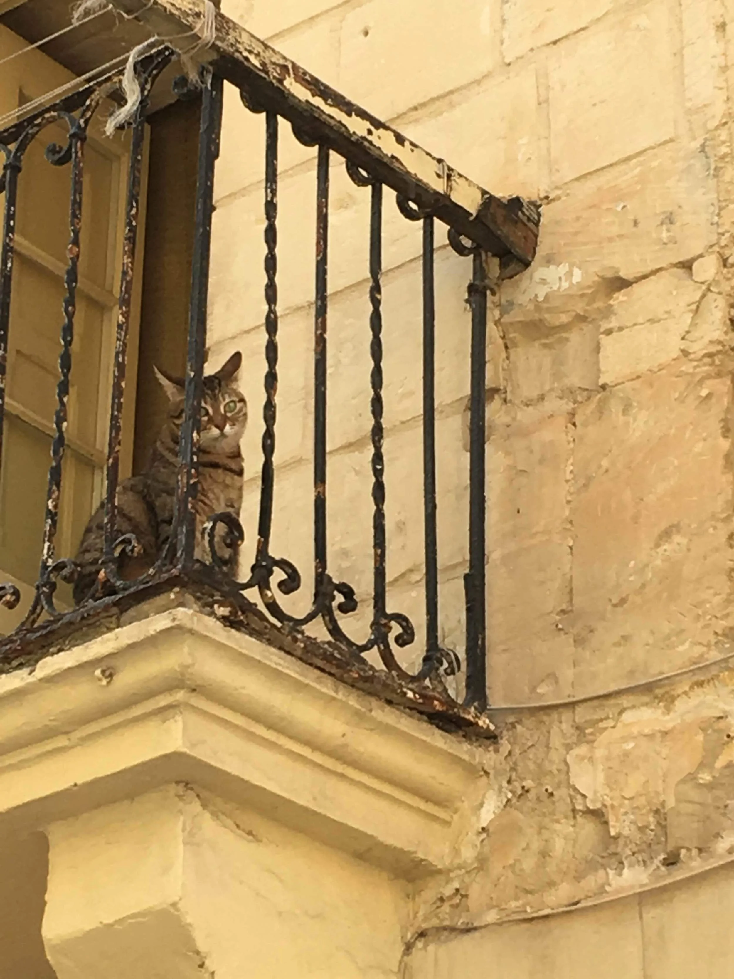 A sweet cat maybe...