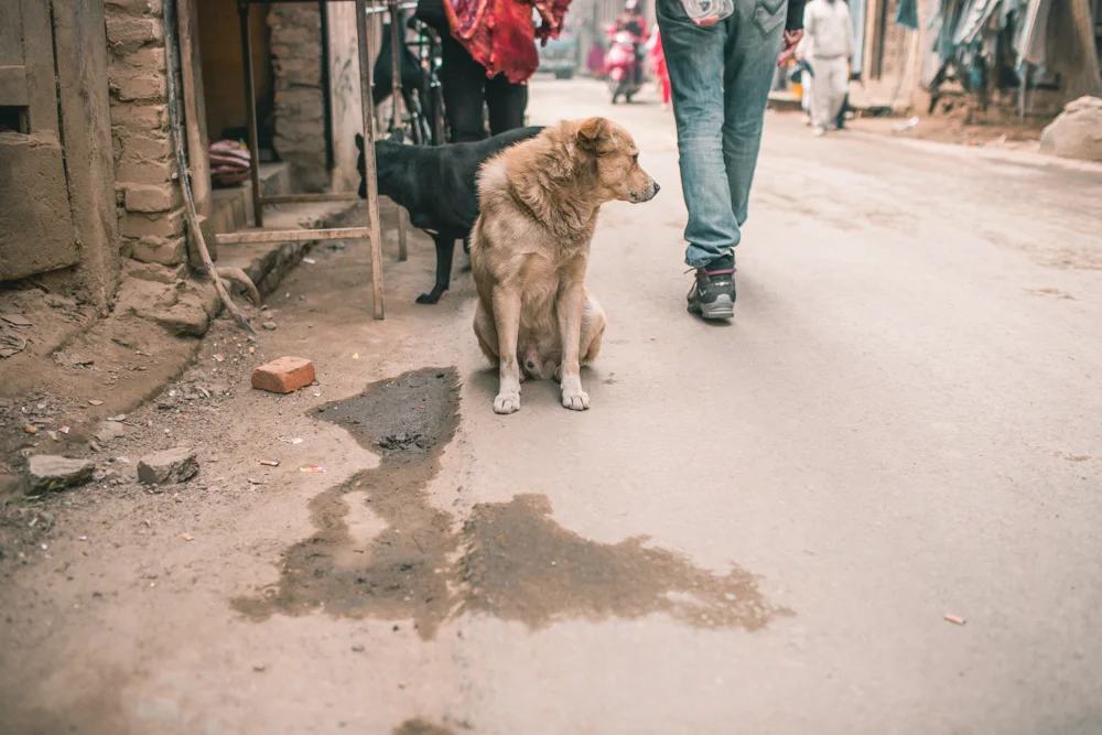 Kathmandu LR-1682.jpg