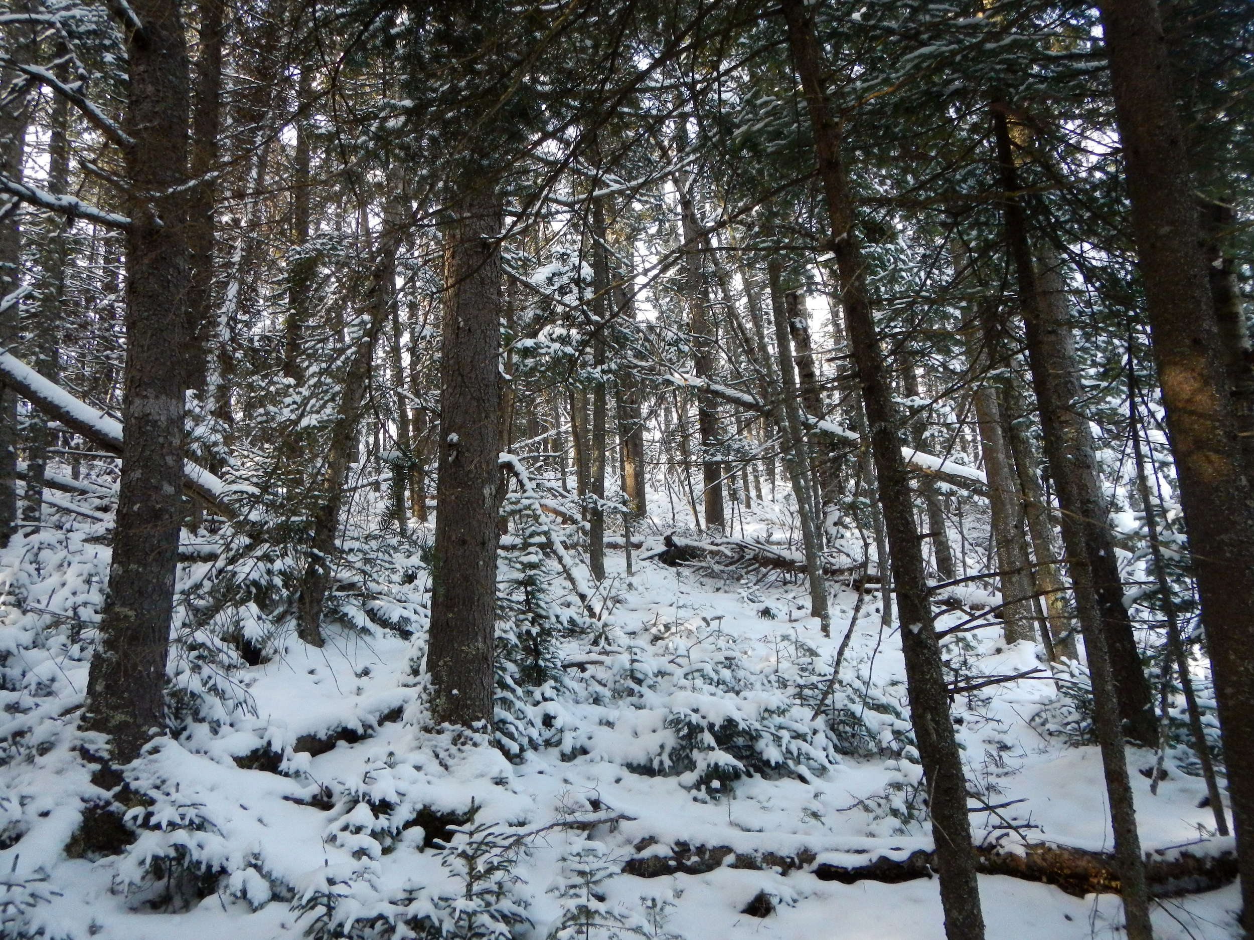trees in snow.jpg