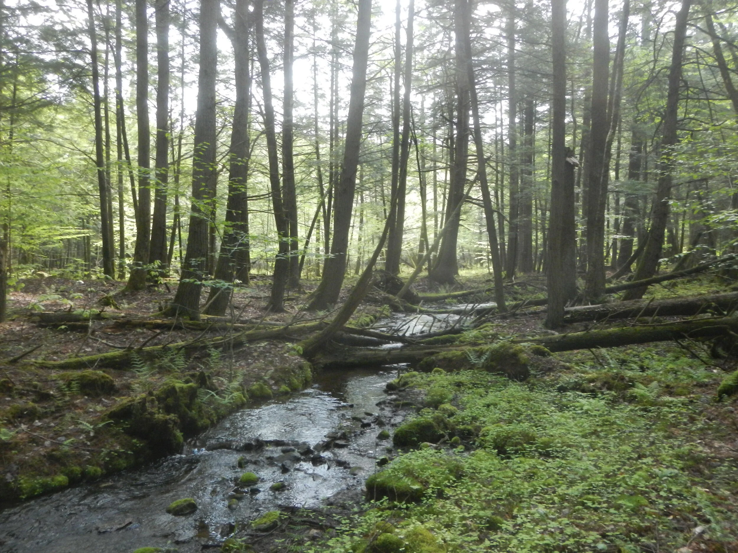 DSCN5249.JPG