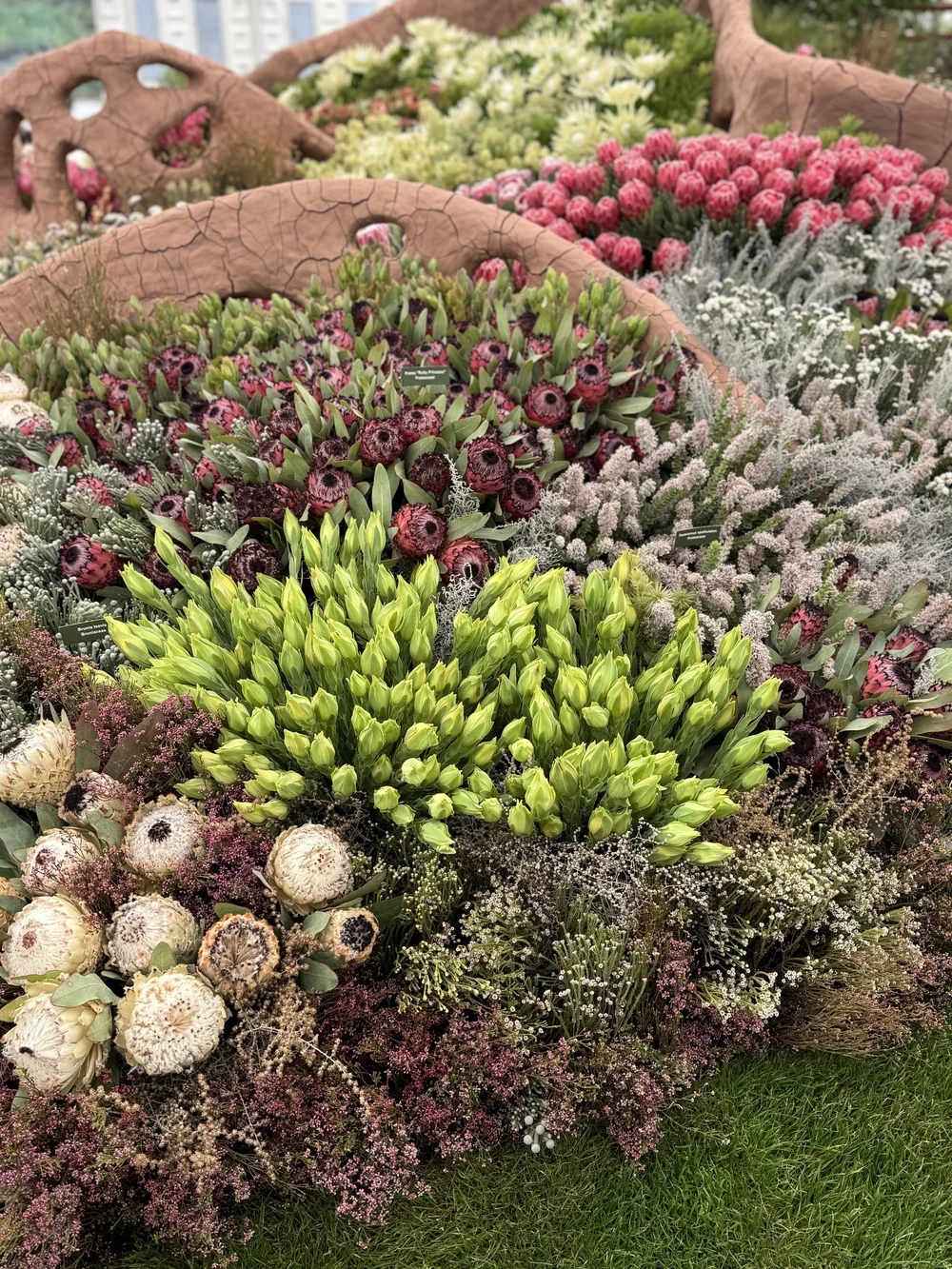 Leon Kluge’s Cape Flora of South Africa