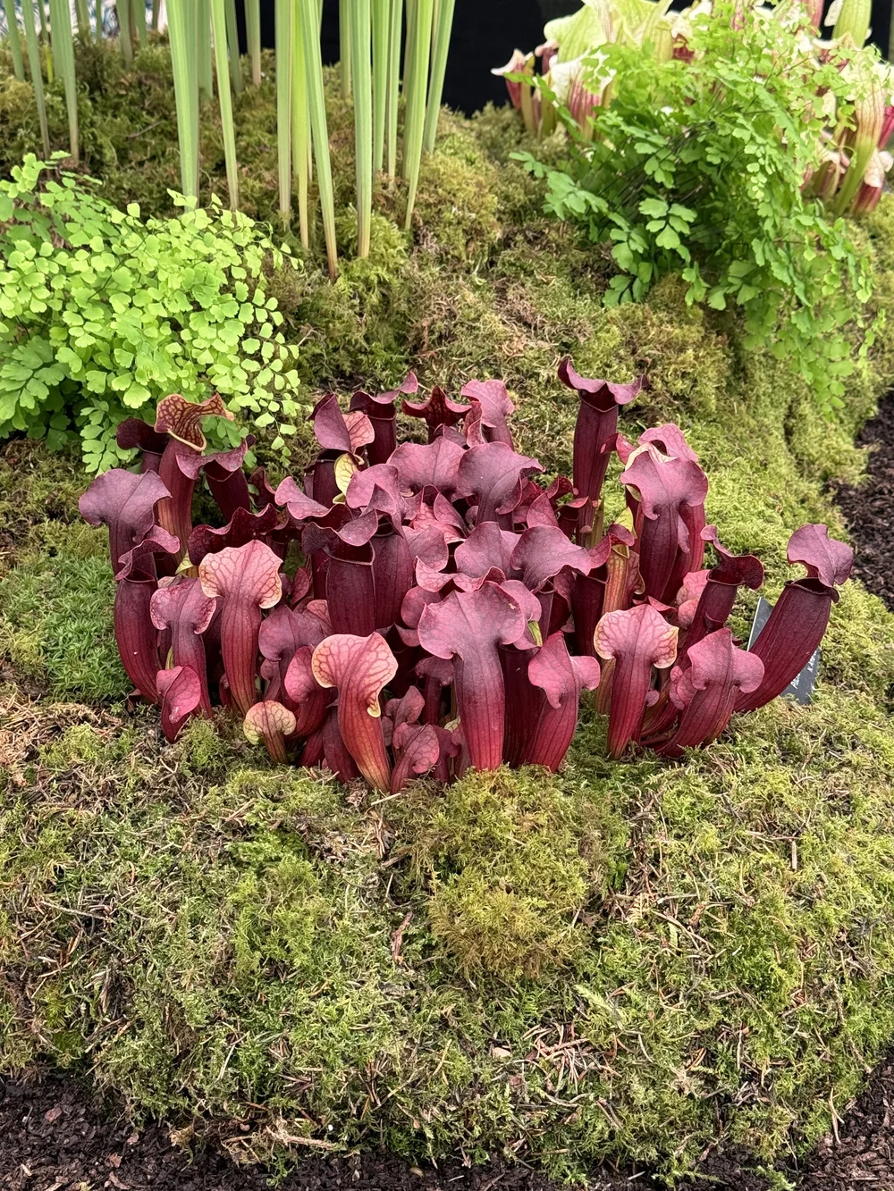 Jurassic world by Hampshire Carnivorous plants